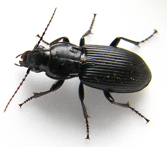 Ground Beetle Article Fig 2 